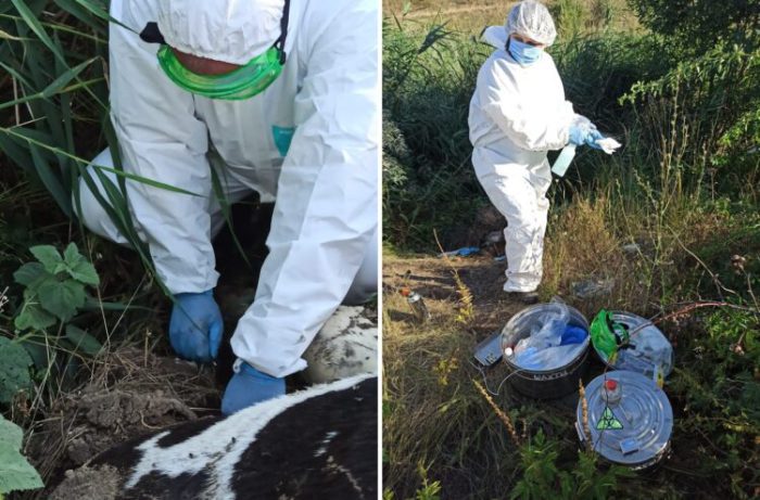 Ветврачи проверили наличие опасных заболеваний в трупах коров в Шахтах