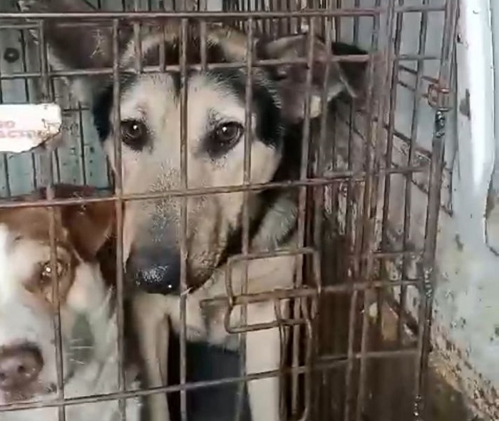 В Шахтах отловили пять бездомных собак