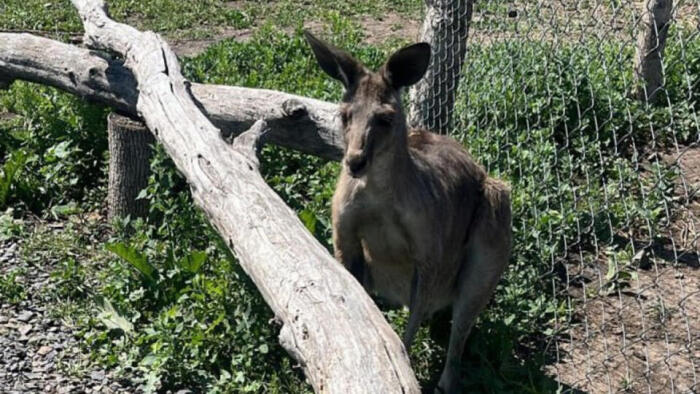 Свободу Сиднею! Кенгуру-беглеца выпустят из зимнего вольера в 